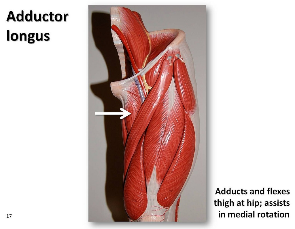 Adductor Longus Muscle Samarpan Physiotherapy Clinic Ahmedabad 4817