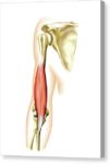 Brachialis muscle :-