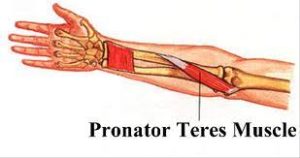 Pronator teres muscle