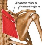 Rhomboideus major muscle :-