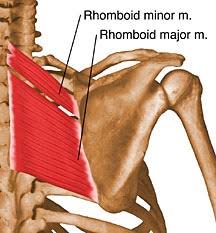 Rhomboid major muscle