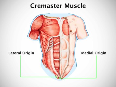 Cremaster muscle :- Samarpan Physiotherapy Clinic Ahmedabad
