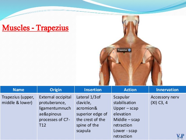 Shoulder Joint Samarpan Physiotherapy Clinic Ahmedabad 1580