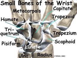 Small bones of wrist joint