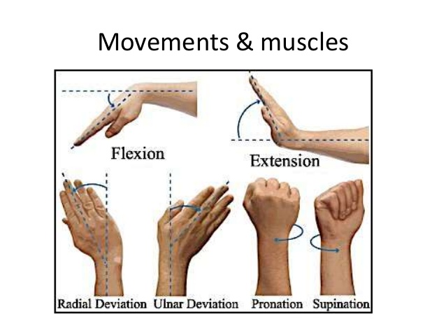 Movement of wrist joint