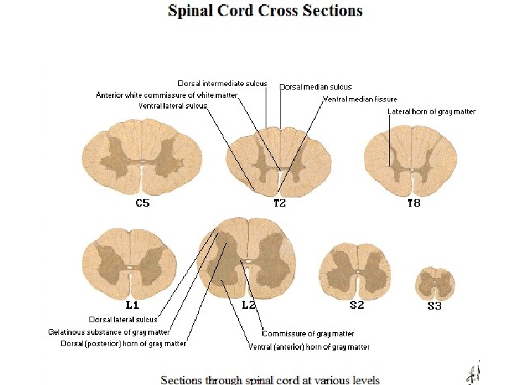 Spinal cord