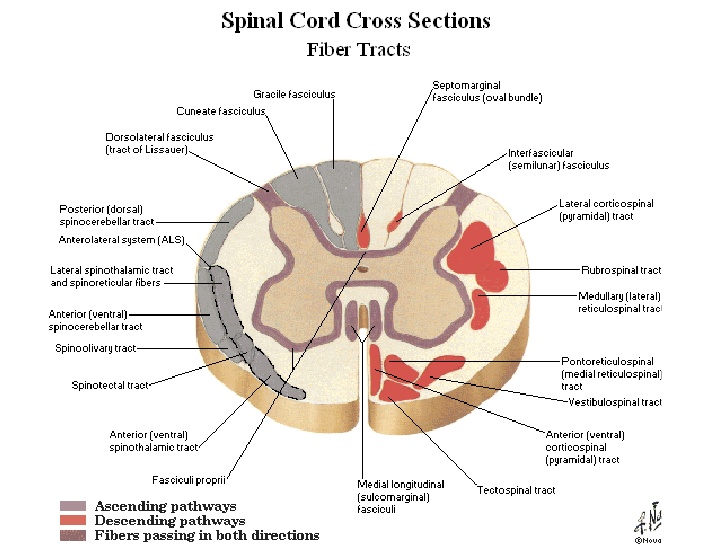 Spinal cord cross sections