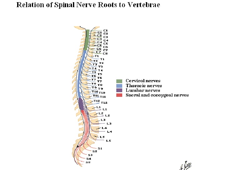 Spinal nerve in relation of cord
