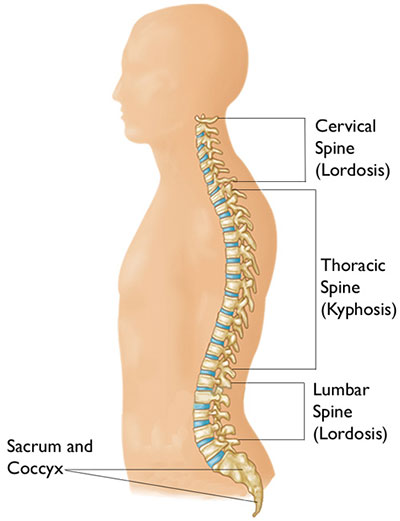 Anatomy Of Spine