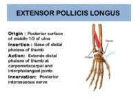 Extensor Pollicis Longus Origin Insertion Action Exercise