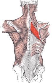 Rhomboid Major