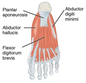 Abductor Hallucis Muscle
