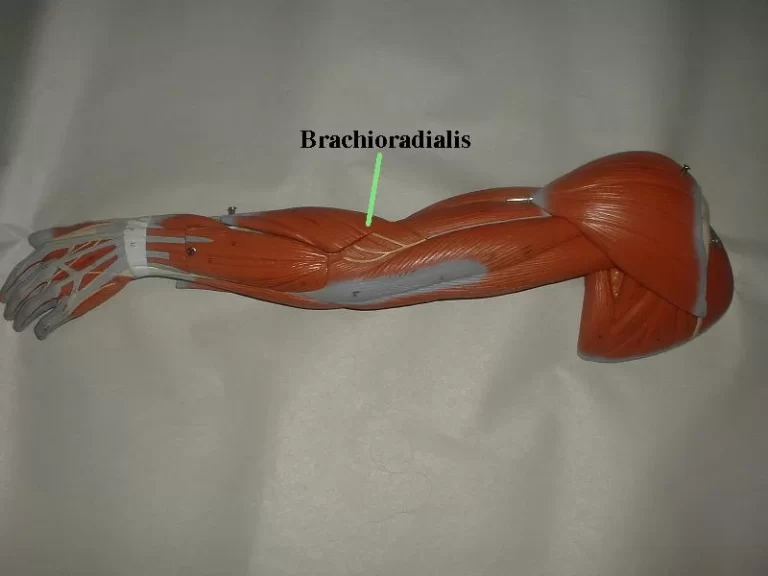 Brachioradialis muscle
