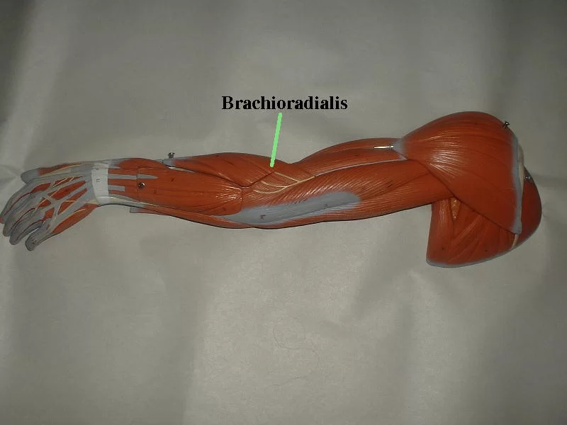 Brachioradialis muscle
