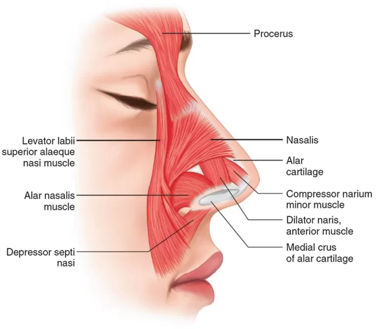 Compressor Naris Muscle (Nasalis muscle)