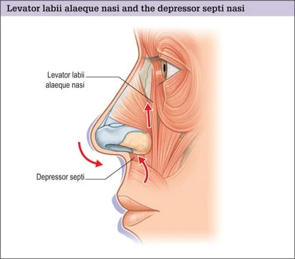 Depressor Septi Nasi Muscle