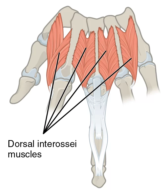 Dorsal Interossei muscle