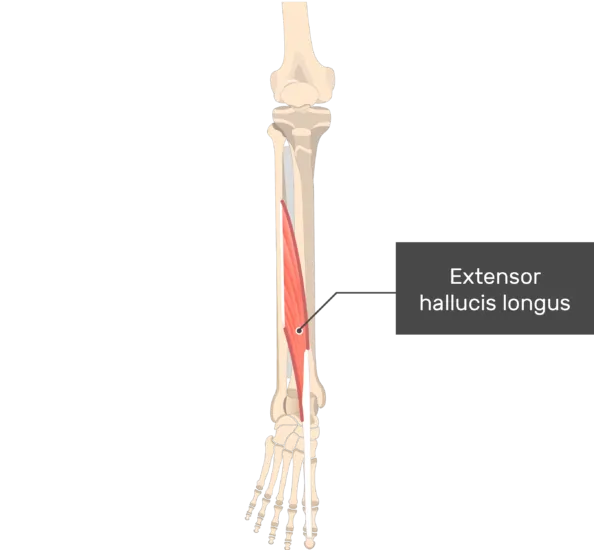 Extensor Hallucis Longus Muscle