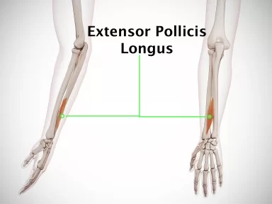 Extensor Pollicis Longus Muscle