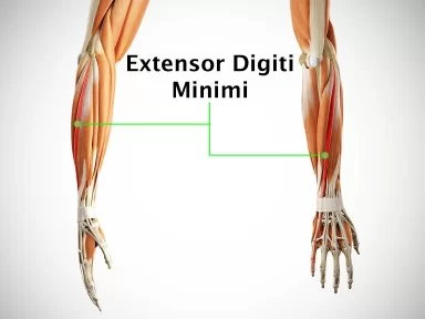 Extensor Digiti Minimi Muscle