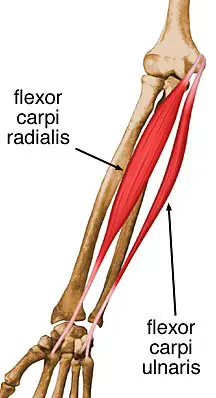 Flexor Carpi Radialis Muscle