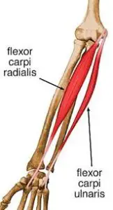 Flexor Carpi Ulnaris Muscle