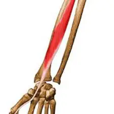 Flexor Pollicis Longus Muscle