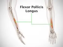 Flexor pollicis longus muscle