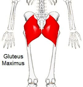 Gluteus Maximus Muscle