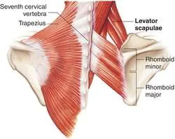 Levator scapulae muscle