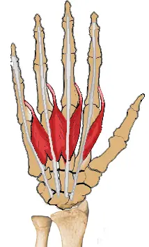 Lumbricals Muscle of the Hand
