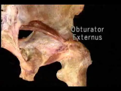 Obturator Externus Muscle: Origin, Insertion, Function, Exercise