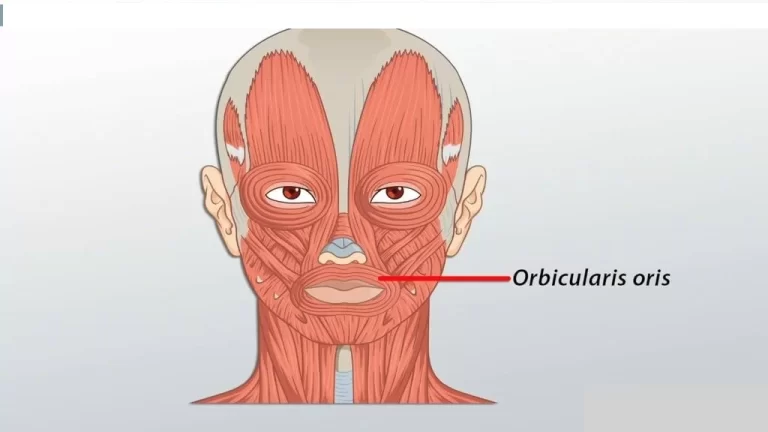 Orbicularis Oris Muscle