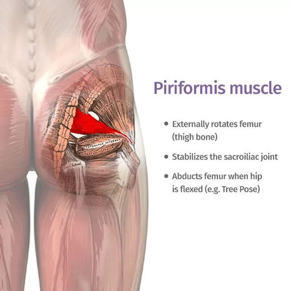 Piriformis Muscle Anatomy