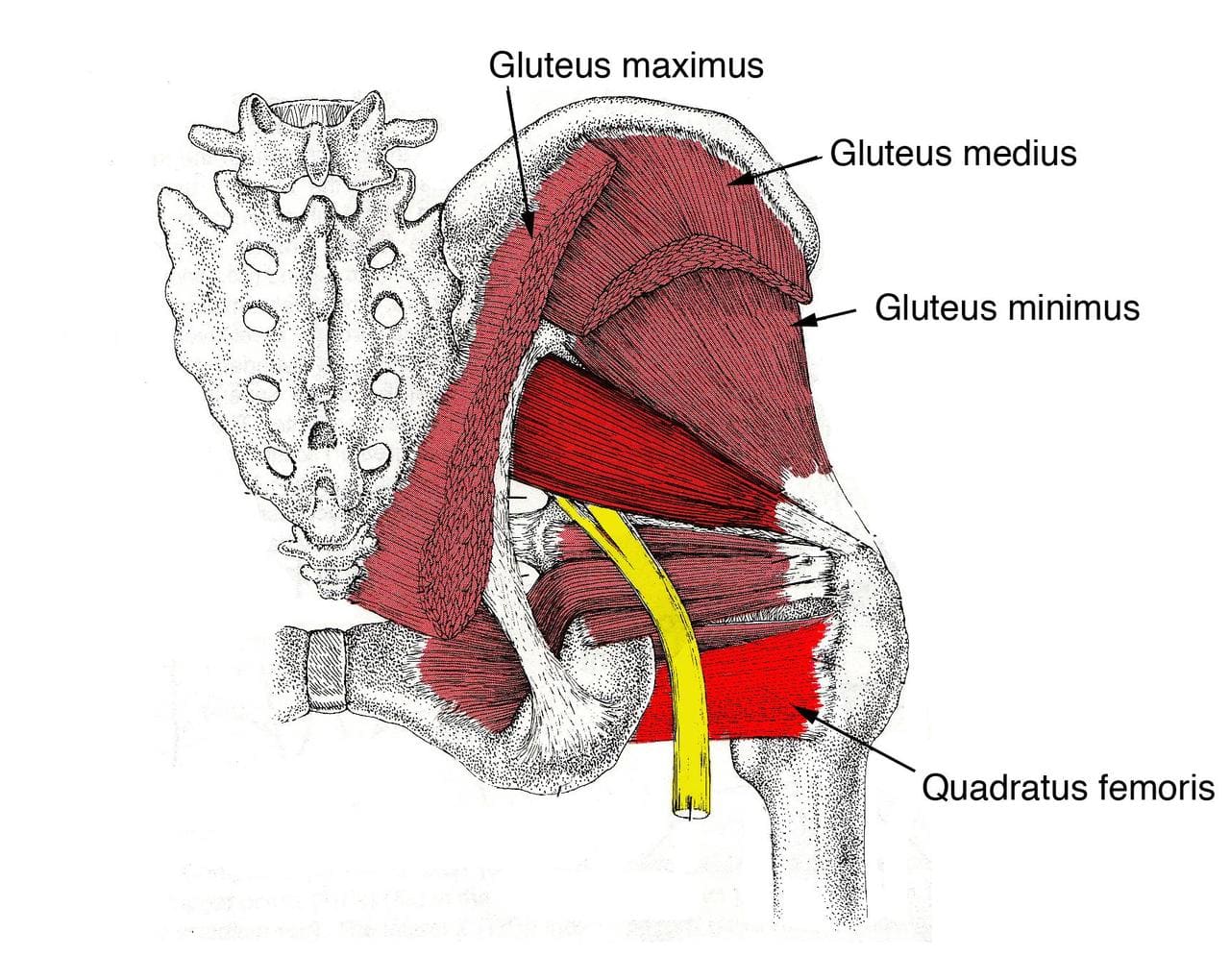 Quadratus femoris muscle