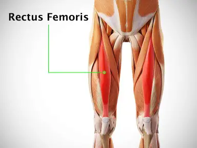 Rectus femoris Muscle