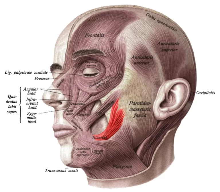 Procerus Muscle Anatomy Origin Insertion Action Exercise Procerus Muscle Anatomy Origin Insertion Action Exercise