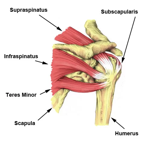 Supraspinatus muscle