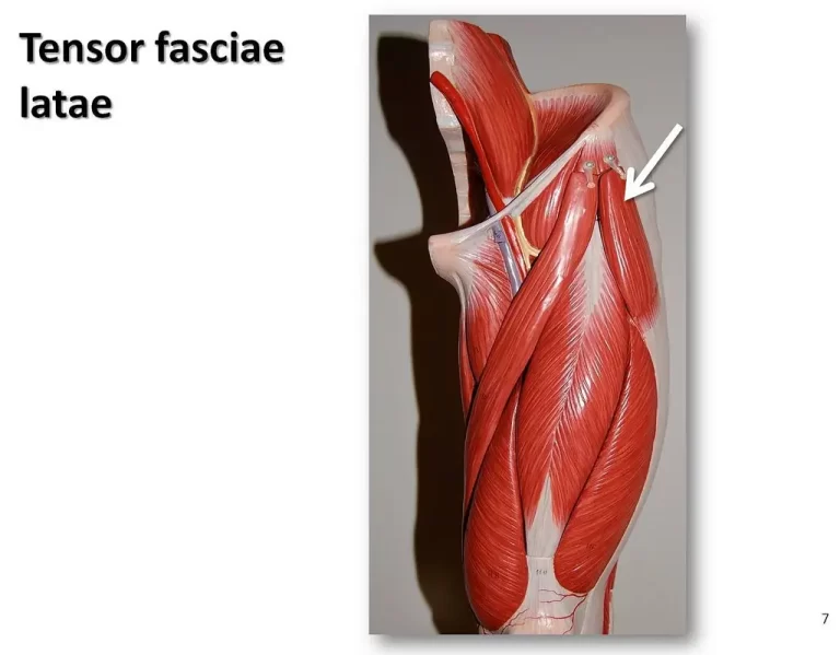 Tensor fasciae latae muscle: Origin, Function, Exercise