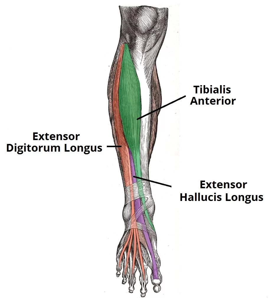 Tibialis anterior muscle