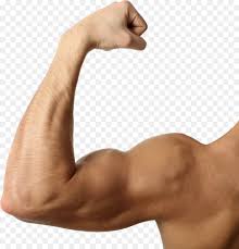 biceps brachii muscle action