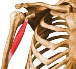 Coracobrachialis Muscle Anatomy - Origin, Insertion and exercises.