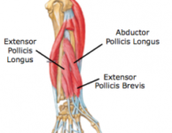 Extensor pollicis brevis :- Samarpan Physiotherapy Clinic Ahmedabad