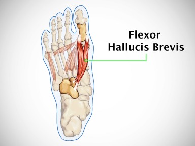 Flexor hallucis brevis muscle