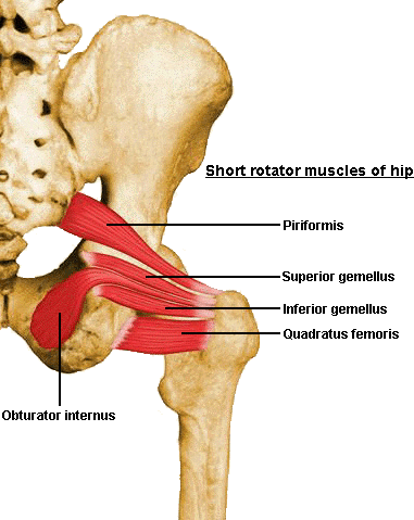 Gemellus inferior muscle