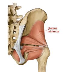 Gluteus Minimus Muscle