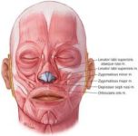 Levator Labii Superioris Muscle- Origin, Insertion, Exercises