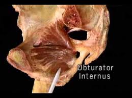 Obturator Internus Muscle: Anatomy, Origin, Function, Exercise