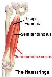 Semimembranosus Muscle: Origin, Insertion, Action, Exercise