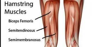 Semitendinosus Muscle Anatomy, Function, Exercise